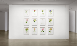RANDOM FLOWERS, 2016