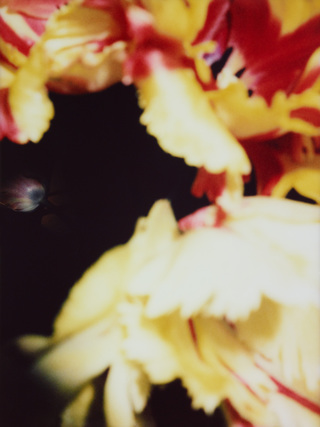 Broken Flowers, No.42, 135x100cm, 2021